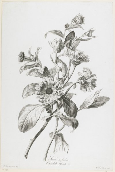 Souci des Jardins, from Fleurs Dessinees d